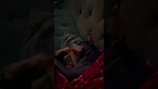 #Fyp #dream #YouTube #doberman #pets