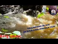 Download Lagu Mancing ikan di sarang PREDATOR