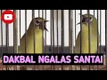 Download Lagu Dakun Bali Gacor || Pancingan Pleci Dakbal Ngalas  Santai || Pleci Dakbal Gacor @suaraburungplus62