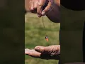 The Simplest Tool to Get Answers You Can Trust Pendulum 101