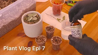 Silent Plant Vlog Epi.7 | I’m Propagating My Most Expensive Hoya! 😱