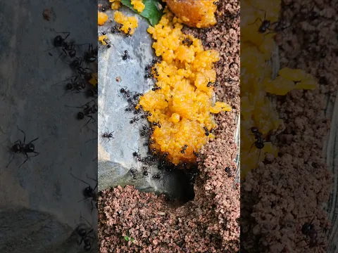 Feeding the Neighborhood Friends
