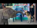 Lagu Funny Animals Odd Couples in the World 🤣 FUNNIEST ANIMALS Videos