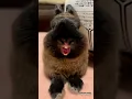 Download Lagu funny rabbit 🐇laughing😂🤣 video #rabbit #rabbits #funnyanimals #animals #shorts