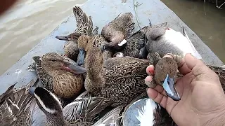 مشاركة انواع الطيور الحره المهاجره بط الشرشير الصيفي صيد بالشبك 