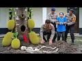 Download Lagu Pagar Alam: Jenazah Tuan Tanah dan Pembantu Setia Ditemukan di Bawah Pohon Nangka