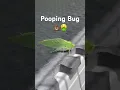 Bug Poops On Camera Pooping Bug