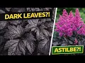 Dark Foliage Perennial That Stands Out Astilbe Dark Side of the Moon