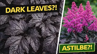 Dark Foliage Perennial That Stands Out Astilbe Dark Side of the Moon