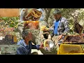 Download Lagu Nomadic culture🍯🐝 | The secret to harvesting the most delicious wild nomadic honey🍯