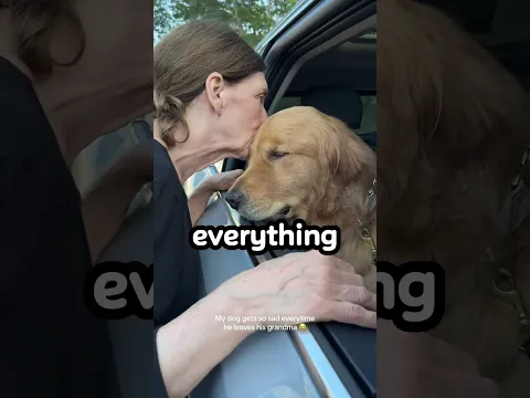 Golden Retriever Lost Her Puppies π’ Then This Showed Up At Her Door π