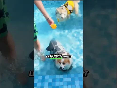 DES CHIENS TESTANT LEURS APTITUDES DE NAGEUR