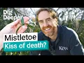 Mistletoe A parasite is for life not just for Christmas Dig Deeper episode 16 Kew
