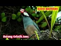 Download Lagu suara burung gelatik jawa