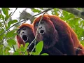 Red Howler Monkeys Howling Haunting Sound of the Amazon Rainforest