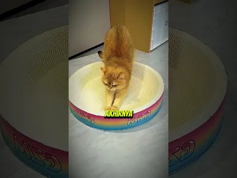 Kucing Ini Nyerah Sama Tempat Tidur Barunya πΉ