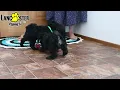 Lively Cavapoo Puppies