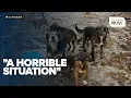 Investigation continues after 61 dogs 3 cats rescued dozens of animals found dead in Michigan