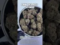 Pink Gelato Gasu Sponsored Strain Spotlight