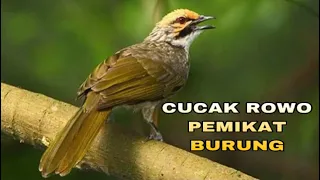 Download SUARA BURUNG CUCAK ROWO MP3
