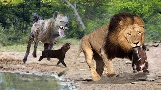 BROWN HYENA - The Nightmare of King Lion! Male Lion Destroys Hyena Cubs For Revenge, Buffalo vs Lion