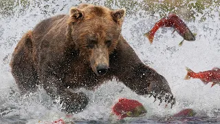 grizzly bears the drama of the alaskan salmon run alaska wild travel robert e fuller