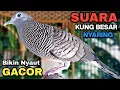 Perkutut Lokal Gacor Suara Kung Besar Pancingan Burung Perkutut Agar Bunyi.