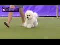 Bichons Frises Breed Judging 2024