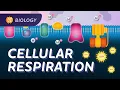 Cellular Respiration Do Cells Breathe Crash Course Biology