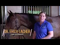 Equine Joint Injections 101