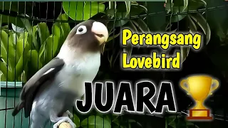 perangsang lovebird juara fighter ngekek bikin semua labet ramai bersautan hanya sekali dengar