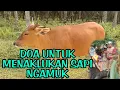 Download Lagu DOA KHUSUS EKSEKUTOR UNTUK MENAKLUKAN SAPI NGAMUK