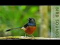 Download Lagu Birds Singing - 24 Hour Bird Sounds Relaxation, Soothing Nature Sounds, Birds Chirping Download Lagu Birds Singing - 24 Hour Bird Sounds Relaxation, Soothing Nature Sounds, Birds Chirping