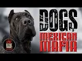 Lagu The dogs that saved Rene Enriquez's life. Dogs of the Mexican Mafia.