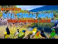 Download Lagu 2 jam masteran BURCIL Irama sejalur Roll tembak ampuh MUDAH MASUK tembakan robek paruh
