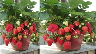 Isso é uma MINA de OURO para MORANGO produzir RAPIDÃO