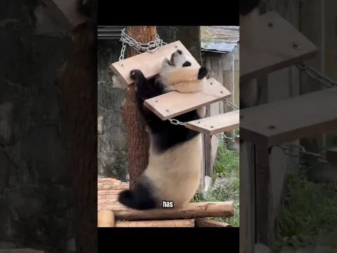 This Panda Got His Head STUCK! 😢