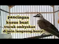 Download Lagu pancingan trucuk kusus uji coba trucuk ombyokan