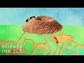 What s Inside An Anthill