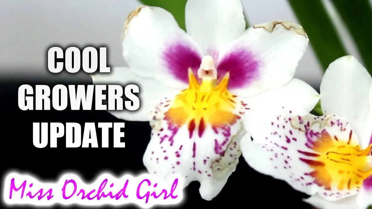 COOLER GROWING ORCHIDS UPDATE CLAY POTS AND SPHAGNUM SETUP