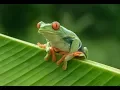 Download Lagu KURBAĞA BELGESELİ , FROG
