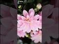 Download Lagu Kukatakan dengan indah (Peterpan) ~ cover Anggidpns Tiktok viral