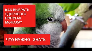 Download КАК ВЫБРАТЬ ЗДОРОВОГО ПОПУГАЯ МОНАХА КВАКЕРА ЧТО НЕОБХОДИМО ЗНАТЬ ДО ПОКУПКИ ПТИЦЫ. MP3