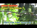 Download Lagu Suara Pikat Sogon Betina Ribut Kombinasi Kolibri Kelapa Ribut