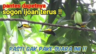 Suara Pikat Sogon Betina Ribut Kombinasi Kolibri Kelapa Ribut