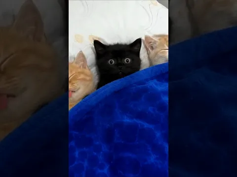 He Was REALLY Hungry .