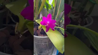 Яскраві квіти мов бразильський карнавал 