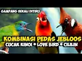 Download Lagu KOMBINASI MASTERAM PEDAS JEBLOOOS || CUCAK KINOI || LOVE BIRD || ALL SAMBUNG CILILIN PANJANG