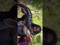Download Lagu BEAUTIFUL GIRL CATCH MONSTER ‼️ GIANT SNAKEHEAD IN THE JUNGLE OF BORNEO ‼️ 2022 #Shorts