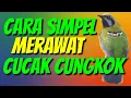 Lagu RAWATAN MINIMALIS CUCAK CUNGKOK BIAR CEPAT GACOR